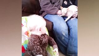 Cats playing with children very funny video