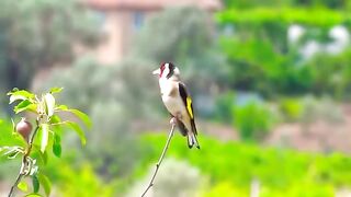 Goldfinch