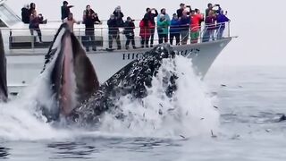 Baleias Jubarte: Gigantes dos Oceanos