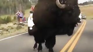 The big buffalo