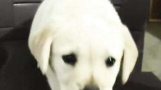 Lab puppy