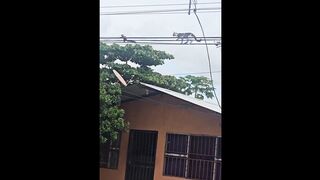 The moment when a hungry cat tried to catch a squirrel by walking on the main power lines