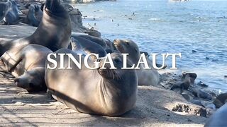 Singa Laut