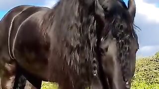 Beautiful and Amazing Horses running in the fields