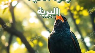 حياة البراري