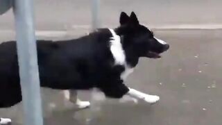 the dog jumps