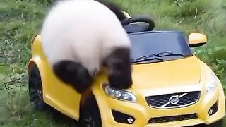 Panda Car