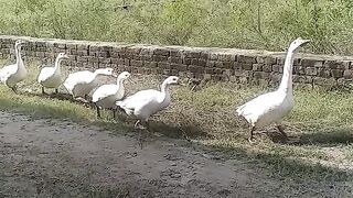 White duck