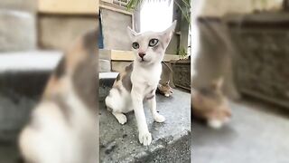 Countryside Cat Compilation