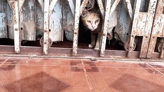 meeting 2 poor cats at a pagoda