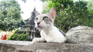 A pagoda cat