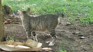 Relaxing Piano with Countryside cat so beautiful