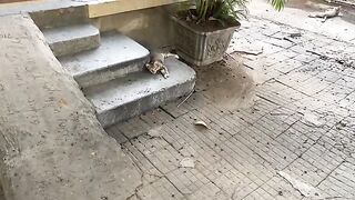 Feeding cat at pagoda