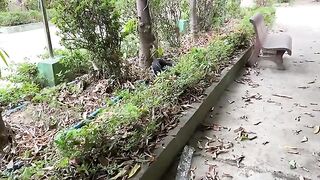 meet a stray cat, covered with blue color