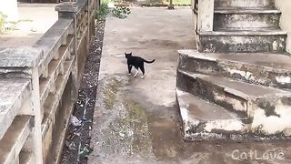 Seeing a beautiful cat at a temple