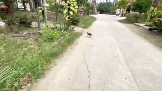 Spotting a beautiful 3 color cat walking in a pagoda