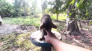 Ac cat sit on a pillar straight in the nature look so cute