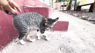 Cat pagoda eating food