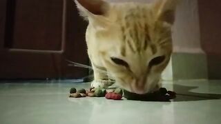 Cat eating sound so crispy crispy