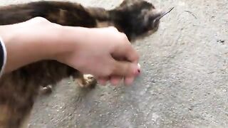 Feeding little poor cat at pagoda