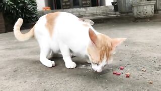 Pagoda cat eating