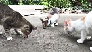 Three colors cat at pagoda so cute