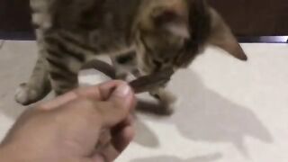 Little cat eating fish ???? yummy yummy