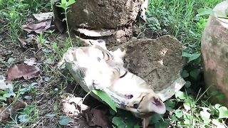 Little cat break the flower pot