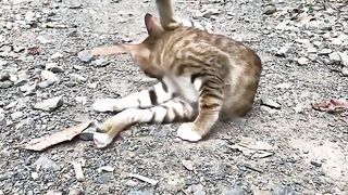 My cat love his fur very much, he licks his hair off everyday