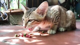 Sound Cat eating feed