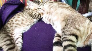 Mom&Kitten falling asleep while breastfeeding