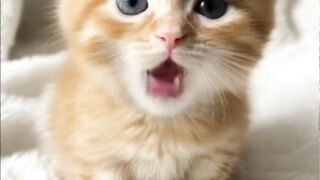 "A cat singing at its sweetest!"