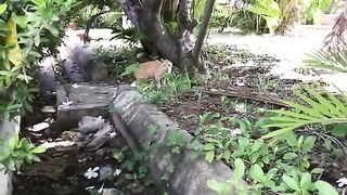 Cat at pagoda cry