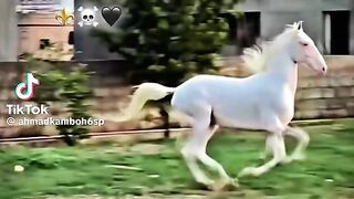 Beautiful white horse