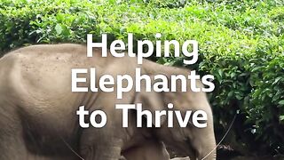 Saving an elephant herd