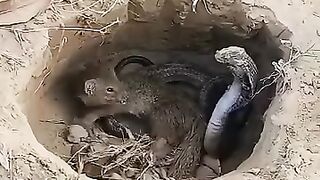 King Cobra vs Mongoose