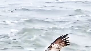 Falcon trick