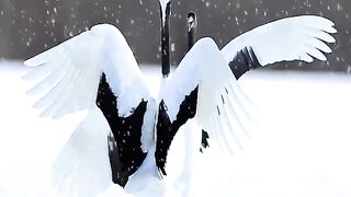 In Zhalong Nature Reserve_Heilongjiang province_ China_ Red-crowned Crane dances in the snow