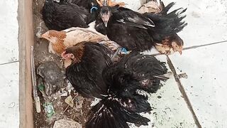 Ayam kampung