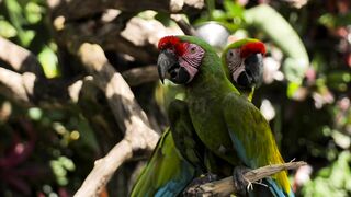 Parrots on a branch in a nature reserve