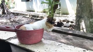 OMG my cat ,even fallen asleep in the water bowl