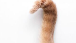 Cute cat with beautiful tail