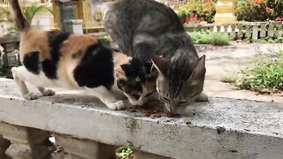 Yummy yummy !! Cats eating food so happy