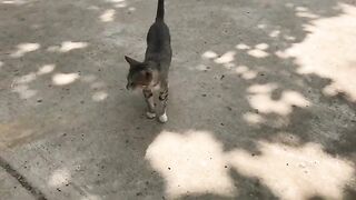 Two cats came to greet me because I always came to see them and fed them.