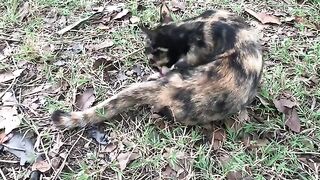 Cute black cat meeting again at the temple