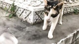 Feeding poor cats I met at pagoda