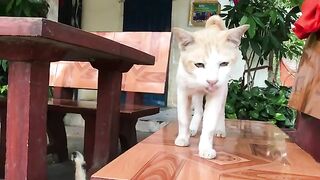 Feeding a Stray Cat at a Pagoda, He look so hungry and Cry