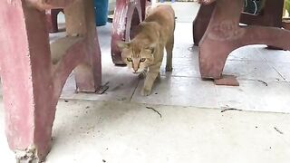 Cat crying for food so hungry and loudly