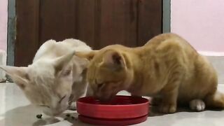 Cat eating dry food