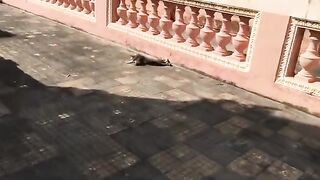 Feeding stray cat at pagoda